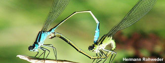 Große Pechlibelle bei der Paarung (© Hermann Rohweder, NABU)