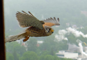 Turmfalke/K. Lechner