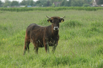 Heckrind in Coldam. Foto: Michael Steven