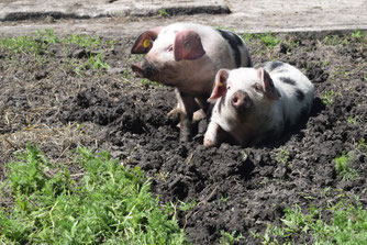 Bentheimer Landschweine im Glück (Foto: LUNO gGmbH)