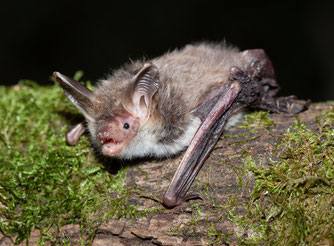 Foto: Karsten Mosebach