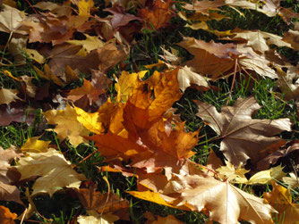 Herbstlaub - Foto: NABU/M.Gräwe