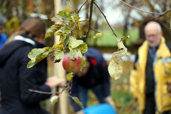 NABU pflanzt junge Obstbäume. Foto: NABU/M. Gräwe.