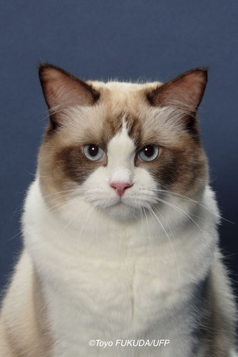 我が家の猫たち キャッツアイドル 我が家の猫たち キャッツアイドル