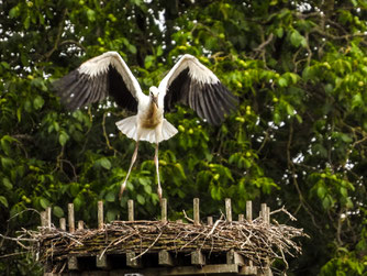 Der Jungstorch am Heinekamp bei Flugübungen. - Foto: Kathy Büscher