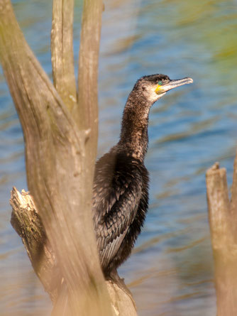 Thema des Abends: Der Kormoran. - Foto: Kathy Büscher