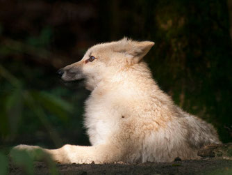 Jungwolf in Dörverden. - Foto: Kathy Büscher