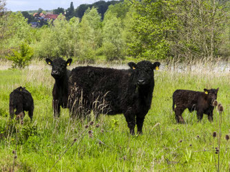 Ein paar Galloways beäugen die Gäste. - Foto: Kathy Büscher
