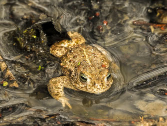 Eine Kreuzkröte im Wasser. - Foto: Kathy Büscher