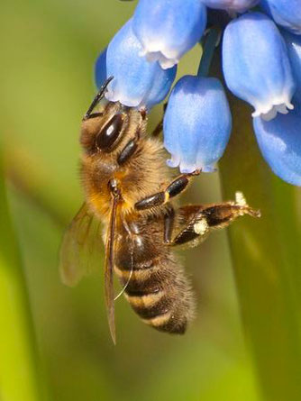 Eine Honigbiene an einer Hyazinthenblüte. - Foto: Kathy Büscher