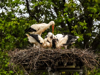 Die Jungstörche betteln um Futter. - Foto: Kathy Büscher