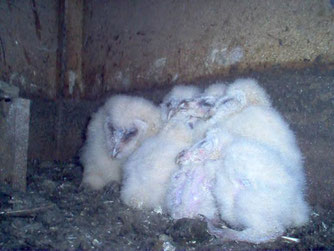 5 Eulenjunge - Flaumfedern vorhanden. - Foto: Nick Büscher