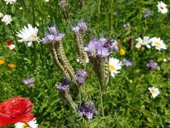 Foto: Wildblumen Wiese
