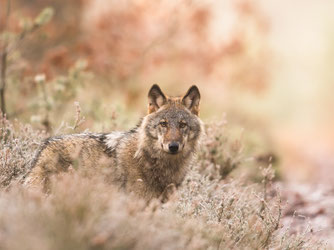 Ein Wolf - wachsam und scheu