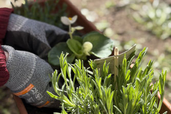 Die Auszubildenden der Wertgarantie Group bepflanzten Blumenkästen in einem Seniorenheim und sorgten so für mehr Lebensqualität vor Ort. Fotocredit: Wertgarantie