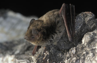 Foto:(NABU/D. Nill) Rauhautfledermaus
