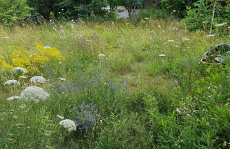 Wildblumenwiese mit Wilder Möhre, echtem Labkraut, Malve und lockerer Strauchhecke im Hintergrund.