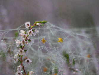 Foto: F. Geilen