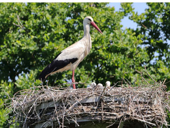 NABU/K.-U. Schröder, 2025