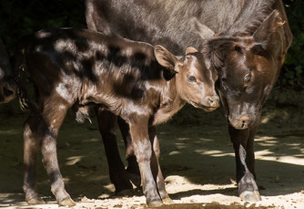 Kleines Dahomey-Kälbchen mit Mutter (Foto: Tierpark Hellabrunn /  Jörg Koch)