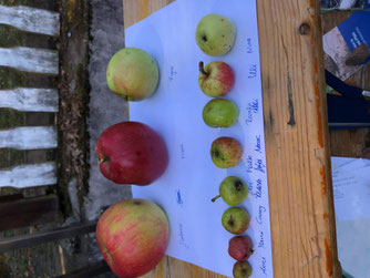 Kleinster und größter Apfel bei der Ernte Foto: Margareta Fluck