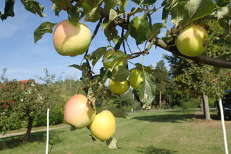 B. Simon: Apfel „Landsberger Renette“ mit Fruchtbehang