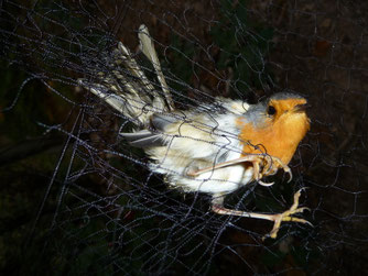 Auch der Netzfang ist weiterhin weit verbreitet - hier ein gefangenes Rotkehlchen in Italien. Copyright: Alexander Heyd.