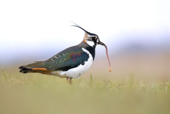 Kiebitz mit Regenwurm (Th.Hempelmann)