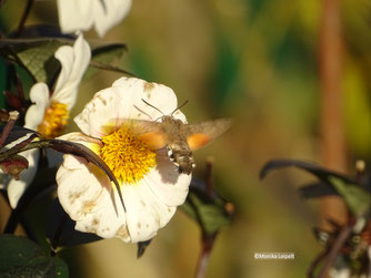 Taubenschwänzchen an November Dahlienblüte ( Monika Leipelt)