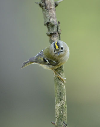 Wintergoldhähnchen (Bartsch)