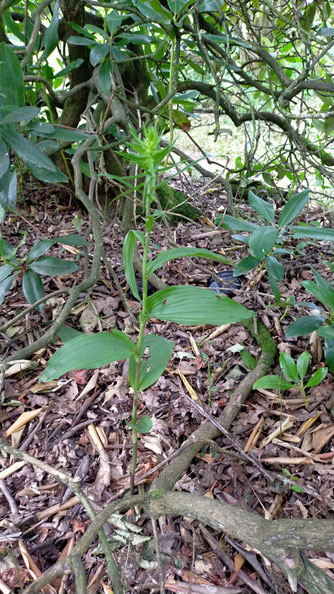 Breitblättrige Stendelwurz - wissenschaftlich Epipactis helleborine (Lambert-Sieben)
