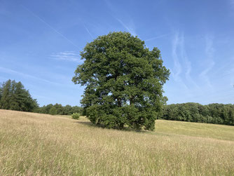 Eiche (stegem)