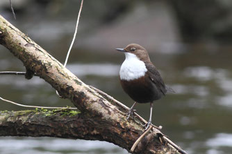 Wasseramsel ein Vogel der die klaren Bäche liebt (r.Jacobs)
