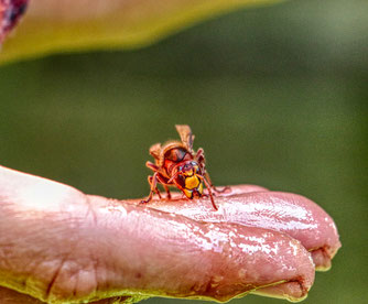 heimische Hornisse, vespa crabo "handzahm" (hu)