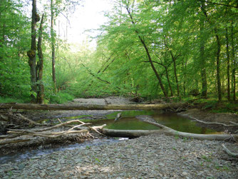 AuwaldMorsbach2022_5_FotoChristophBuchen.jpg:: - naturnahe Bäche und Auwälder wären im Oberbergischen ausbaufähig - eine Renaturierung vorausgesetzt.