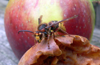 Europäische Hornisse Vespa Crabo (cbuchen)