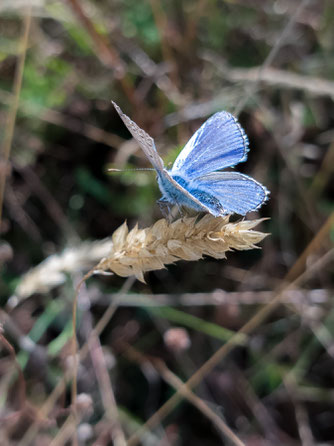 Hauhechelbläuling - die kleinen Bläulinge fallen auf - Männchen sind blau, die Weibchen dezenter rot-braun (mg)