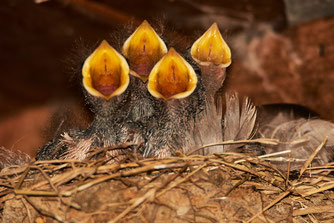 junge hungrige Rauschschwalben im Nest  ( Bild Detlef Bergmann )
