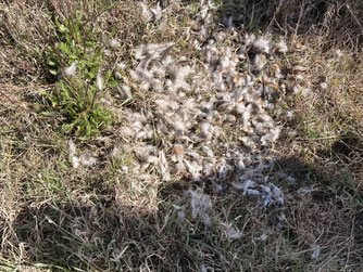 Auf dem Feld finden sich Spuren eines Kampfes zwischen einer Taube und einem Greifvogel (c) René Wappler