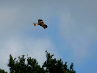 Ein Rotmilan kreist während der Exkursion über einem kleinen Kiefernwald (c) Tina Bode