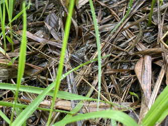 Suchbild Moorfrosch