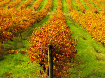 Margaret River vines