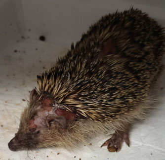 Igel mit Kopfverletzungen. Foto: Manuela Cleven, Haus des Igels e.V. Krefeld