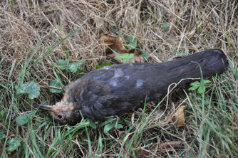 verendete Amsel, Foto: NABU/Stefan Bosch