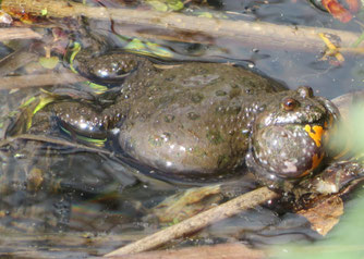 Rotbauchunke
