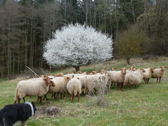 Schafe auf Kohlbachdeponie, Bild: Heinz Mühleis