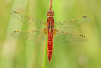 Feuerlibelle, Bild: Christian Dreifert