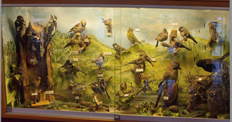 Schaukasten Wintervögel