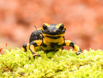 Feuersalamander - Foto: Kathy Büscher