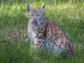 Luchs - NABU-Marc Scharping